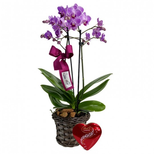Mini Purple Planted Orchid Angelic and Lindt Coração P