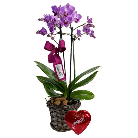 Mini Purple Planted Orchid Angelic and Lindt Coração P