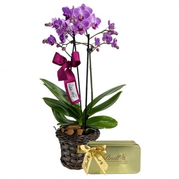 Mini Orquídea Roxa Plantada Angelic e Lindt Gold Gift