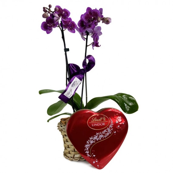 Mini Orquídea Roxa Plantada Radiant e Lindt Coração G