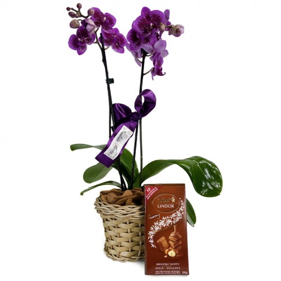 Mini Orquídea Roxa Plantada Radiant e Barra Lindt Suiço ao Leite com Avelãs