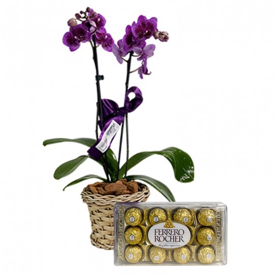 Mini Purple Planted Orchid Radiant and Ferrero Rocher G