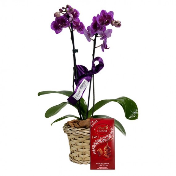 Mini Orquídea Roxa Plantada Radiant e Barra Chocolate Lindt Milk