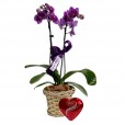 Mini Purple Planted Orchid Radiant and Lindt Coração P