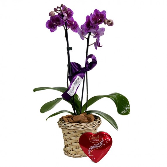 Mini Purple Planted Orchid Radiant and Lindt Coração P