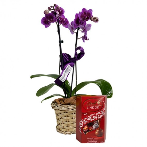 Mini Orquídea Roxa Plantada Radiant e Chocolate Lindt Milk