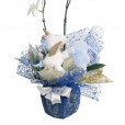 White Orchid with plush Blue Unicorn