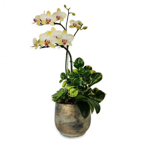 Serene Yellow Orchid Arrangement