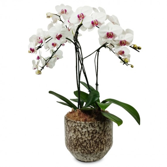 Arranjo Orquídea Branca e Roxa Elegante