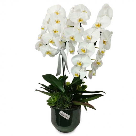 Arranjo de Orquídeas Brancas Pura Serenidade