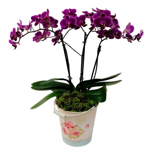 Medium Purple Planted Orchid in Tin Cachepot
