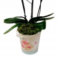 Orquídea plantada Roxa Média em Cachepot Lata