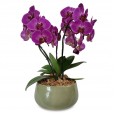 Purple Elegance Orchid Arrangement