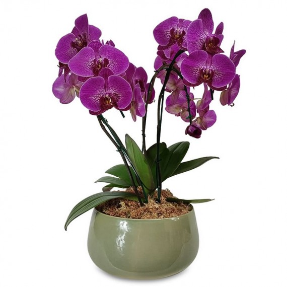 Arranjo de Orquídea Elegância Roxa