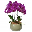 Arranjo de Orquídea Elegância Roxa