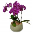Purple Elegance Orchid Arrangement