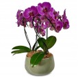 Purple Elegance Orchid Arrangement