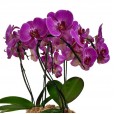 Purple Elegance Orchid Arrangement