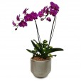 Charming Purple Orchids Arrangement