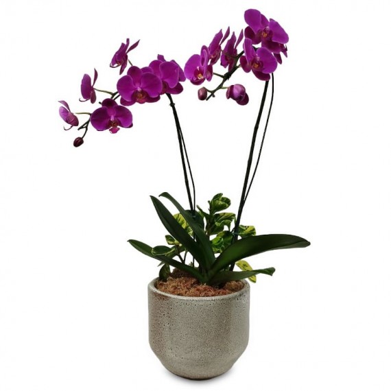 Charming Purple Orchids Arrangement