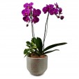 Charming Purple Orchids Arrangement
