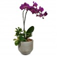 Charming Purple Orchids Arrangement