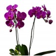 Arranjo Orquídeas Roxas Envolventes