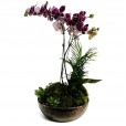 Purple Sublime Arrangement I