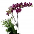 Purple Sublime Arrangement I