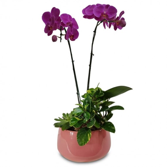 Purple Sophistication Orchid Arrangement