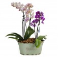 Conjunto com Duas Mini Orquídeas Duo