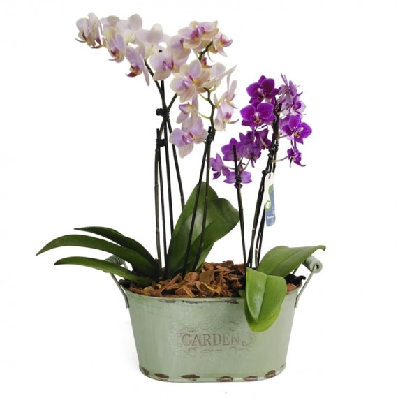 Conjunto com Duas Mini Orquídeas Duo