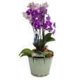 Conjunto com Duas Mini Orquídeas Duo