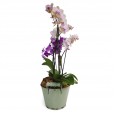 Conjunto com Duas Mini Orquídeas Duo