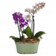 Conjunto com Duas Mini Orquídeas Duo