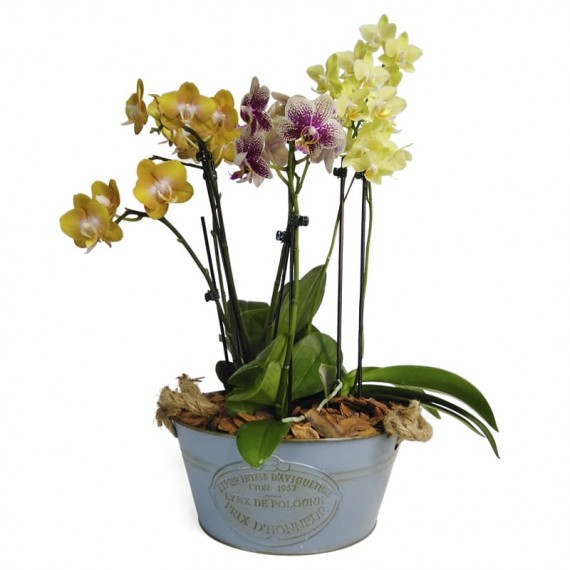 Set with Three Medium Colors Orchids