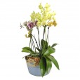 Set with Three Medium Colors Orchids