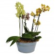 Set with Three Medium Colors Orchids