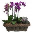 Conjunto com Mini Orquídeas Roxas plantadas