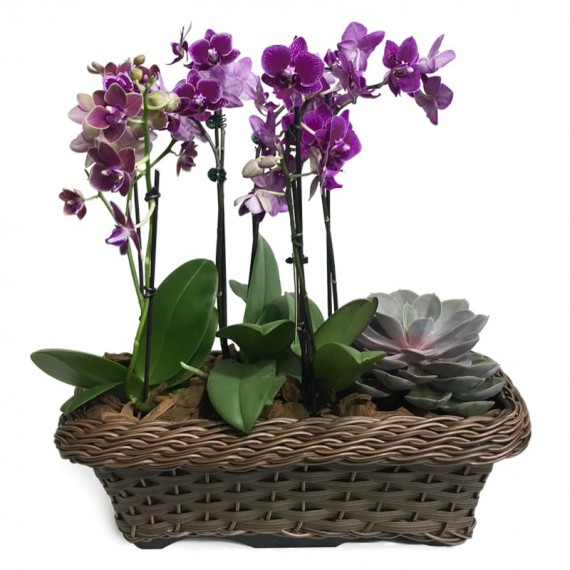 Conjunto com Mini Orquídeas Roxas plantadas