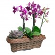 Conjunto com Mini Orquídeas Roxas plantadas