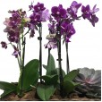 Conjunto com Mini Orquídeas Roxas plantadas