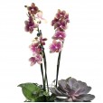 Medium Planted Orchid Set