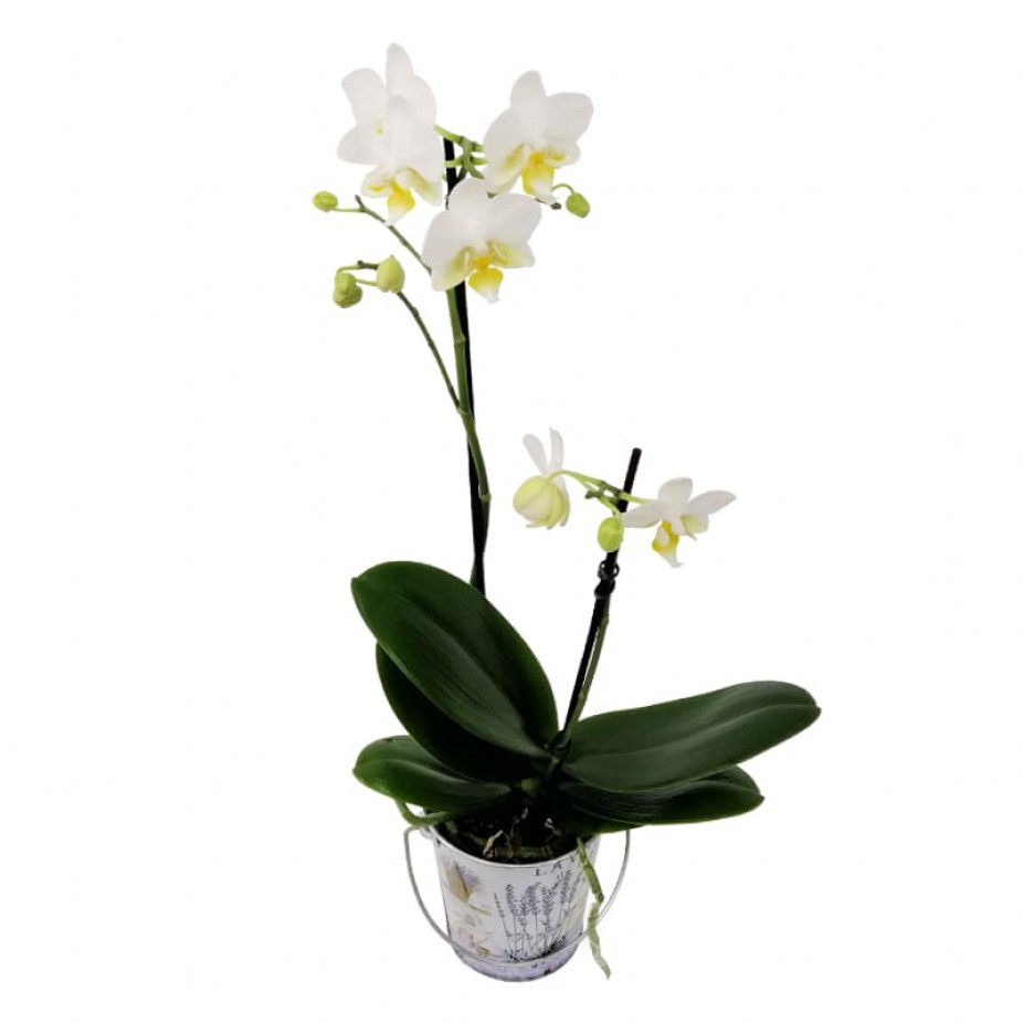 Mini White Orchid in Tin Cachepot