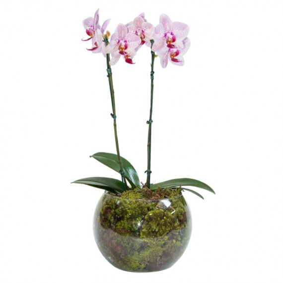 Mini Orquídea Branca e Rosa em Vaso de Vidro Redondo