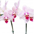 Mini Orquídea Branca e Rosa em Vaso de Vidro Redondo