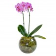 Mini Orquídea Lilás em Vaso de Vidro Redondo