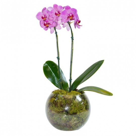 Mini Orquídea Lilás em Vaso de Vidro Redondo