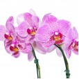 Mini Orquídea Lilás em Vaso de Vidro Redondo