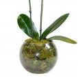 Mini Orquídea Lilás em Vaso de Vidro Redondo
